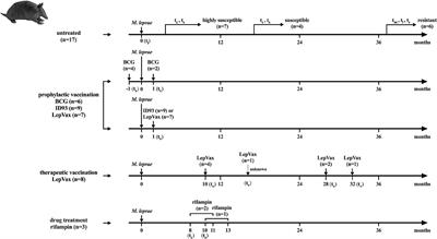 Detection and Monitoring of Mycobacterium leprae Infection in Nine Banded Armadillos (Dasypus novemcinctus) Using a Quantitative Rapid Test